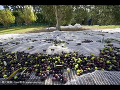 オリーブ色の純機能