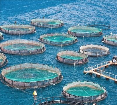 最高評価 結び目のない深海漁網を作る機械